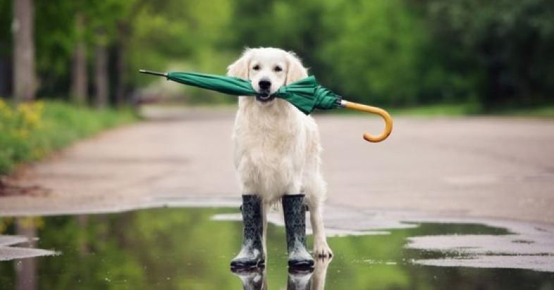 Photo of a dog standing in a puddle holding an umbrella in its mouth